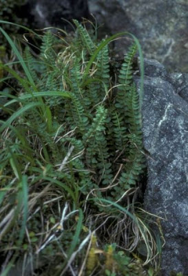 Aleutian holly-fern