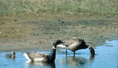 Branta bernicla,
Barnacla Carinegra,
bernache cravant,
Brant,
Brant Goose,
Brent Goose,
Ganso de collar,
Ganso-de-faces-negras,
Oca colombaccio,
Ringelgans Branta bernicla,
Barnacla Carinegra,
bernache cravant,
Brant,
Brant Goose,
Brent Goose,
Ganso de collar,
Ganso-de-faces-negras,
Oca colombaccio,
Ringelgans