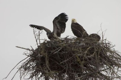 Bald Eagle Bald Eagle