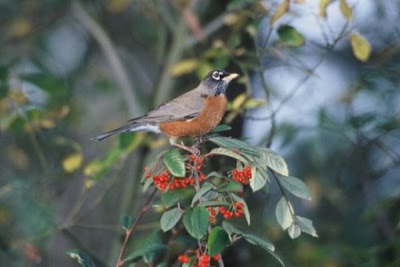 American Robin American Robin