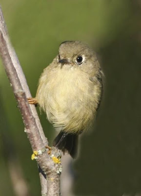 Ruby-crowned Kinglet