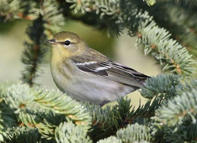 Dendroica striata,
Blackpoll Warbler,
Chipe Estriado,
Chipe gorra negra,
Dendroica striata,
Kappenwalds&auml;nger,
Mariquita-de-perna-clara,
paruline ray&eacute;e,
paruline ray&Uacute;e