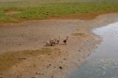 Branta bernicla,
Barnacla Carinegra,
bernache cravant,
Brant,
Brant Goose,
Brent Goose,
Ganso de collar,
Ganso-de-faces-negras,
Oca colombaccio,
Ringelgans Branta bernicla,
Barnacla Carinegra,
bernache cravant,
Brant,
Brant Goose,
Brent Goose,
Ganso de collar,
Ganso-de-faces-negras,
Oca colombaccio,
Ringelgans