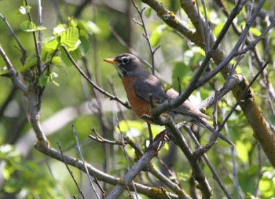 American Robin American Robin