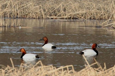Aythya valisineria,
Canvasback,
fuligule à dos blanc,
Moriglione dorsobianco,
Pato coacoxtle,
Porrón Coacoxtle,
Riesentafelente Aythya valisineria,
Canvasback,
fuligule à dos blanc,
Moriglione dorsobianco,
Pato coacoxtle,
Porrón Coacoxtle,
Riesentafelente
