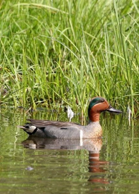 Eurasian Teal