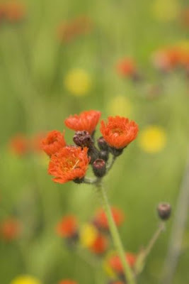 Fox-and-cubs