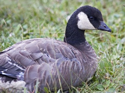 Branta hutchinsii minima Branta hutchinsii minima