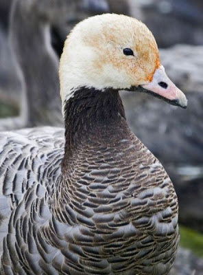 Ansar Emperador