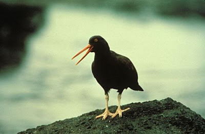 Haematopus bachmani,
Black Oystercatcher,
Ostrero negro
