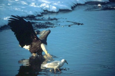 Bald Eagle Bald Eagle