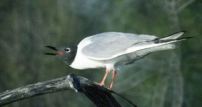 Bonaparte's Gull Bonaparte's Gull