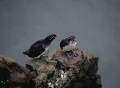Aethia psittacula,
Alca minore pappagallo,
Mérgulo Lorito,
Parakeet Auklet,
Rotschnabelalk,
Starique perroquet Aethia psittacula,
Alca minore pappagallo,
Mérgulo Lorito,
Parakeet Auklet,
Rotschnabelalk,
Starique perroquet