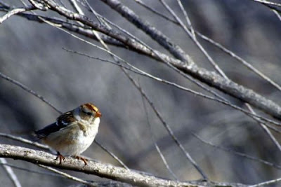 Zonotrichia leucophrys,
bruant &agrave; couronne blanche,
bruant &Oacute; couronne blanche,
Dachsammer,
Escrevedeira-de-testa-branca,
Gorri�n corona blanca,
Gorri&oacute;n corona blanca,
Passero corona bianca,
Sabanero de Corona Blanca,
White-crowned Sparrow