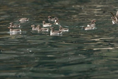 Aethia psittacula,
Alca minore pappagallo,
Mérgulo Lorito,
Parakeet Auklet,
Rotschnabelalk,
Starique perroquet Aethia psittacula,
Alca minore pappagallo,
Mérgulo Lorito,
Parakeet Auklet,
Rotschnabelalk,
Starique perroquet