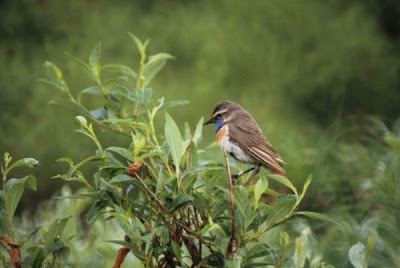 Pettazzurro