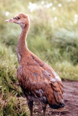 Grus canadensis,
Grou do Canad&aacute;,
Gru canadese,
grue du Canada,
Grulla Canadiense,
Grulla gris,
Kanadakranich,
Sandhill Crane