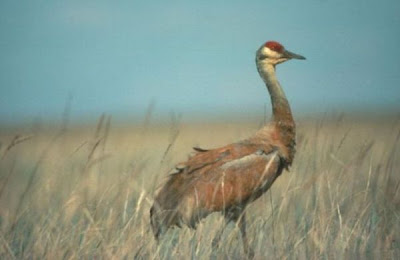 Grus canadensis,
Grou do Canad&aacute;,
Gru canadese,
grue du Canada,
Grulla Canadiense,
Grulla gris,
Kanadakranich,
Sandhill Crane