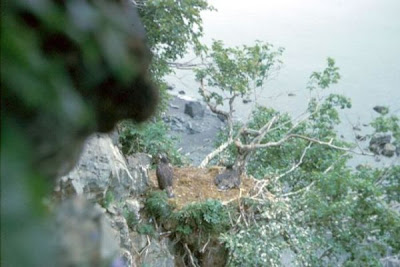 Bald Eagle Bald Eagle