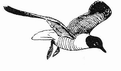 Laughing Gull Laughing Gull