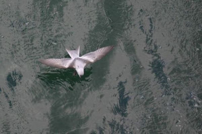 Oceanodroma furcata,
Fork-tailed Storm Petrel,
Fork-tailed Storm-Petrel,
Oc&eacute;anite &agrave; queue fourchue,
Oc&Uacute;anite &Oacute; queue fourchue