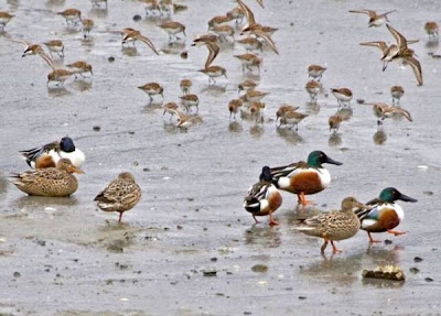 Canard souchet Canard souchet
