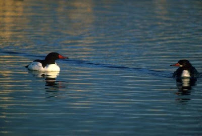 Common Merganser Common Merganser