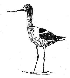 Avocette d'Am�rique
