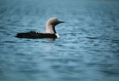 Arctic Loon Arctic Loon