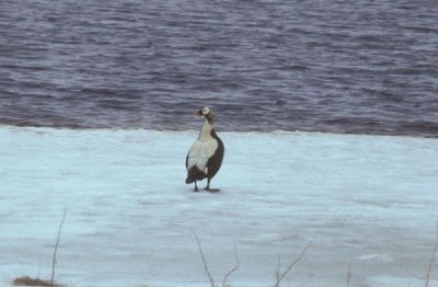 Eider-de-lunetas Eider-de-lunetas