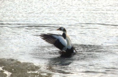 Eider-de-lunetas Eider-de-lunetas