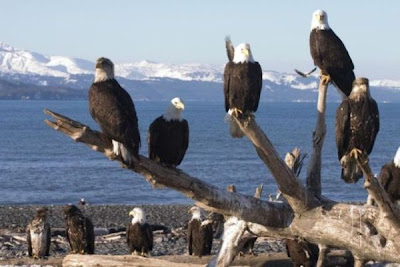 Bald Eagle Bald Eagle