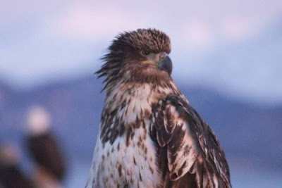 Bald Eagle Bald Eagle
