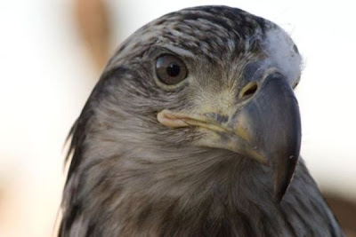 Bald Eagle Bald Eagle