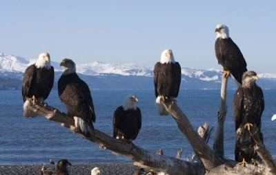 Bald Eagle Bald Eagle