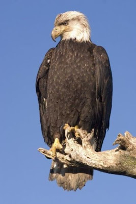 Bald Eagle Bald Eagle
