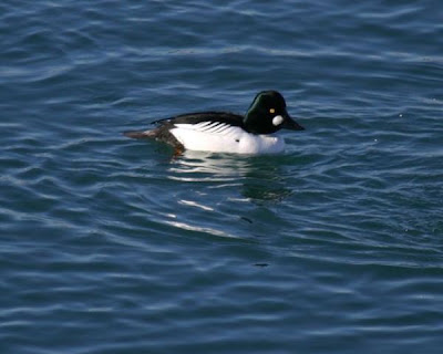 Bucephala clangula,
Common Goldeneye,
garrot &agrave; oeil d'or,
Pato chill&oacute;n,
Pato-olho-d'ouro,
Porr&oacute;n Osculado,
Quattrocchi comune,
Schellente
