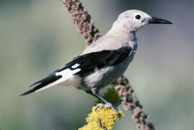 Clark's Nutcracker Clark's Nutcracker