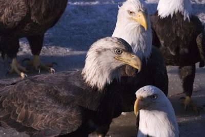 Bald Eagle Bald Eagle