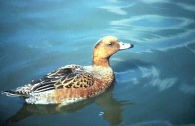 Canard siffleur Canard siffleur
