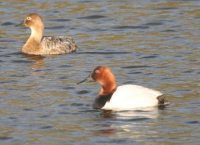 Canvasback Canvasback