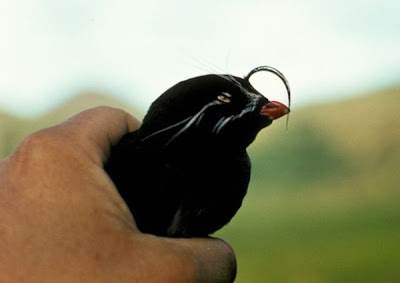 Aethia pygmaea,
Whiskered Auklet Aethia pygmaea,
Whiskered Auklet