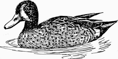 Anatra aliazzurre americana Anatra aliazzurre americana