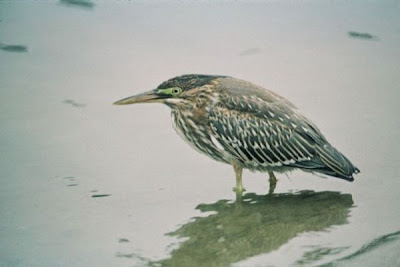 Butorides striatus,
Green-backed Heron