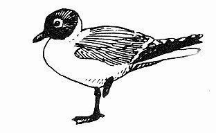 Laughing Gull Laughing Gull