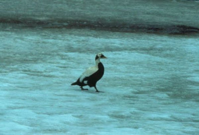 Eider-de-lunetas Eider-de-lunetas