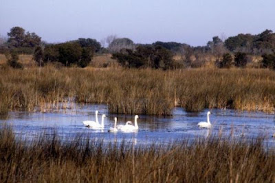 Cisne de tundra Cisne de tundra