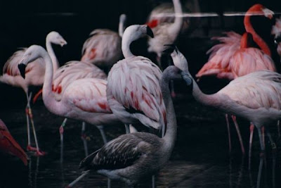 Flamant rose