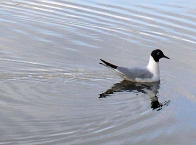 Bonaparte's Gull Bonaparte's Gull