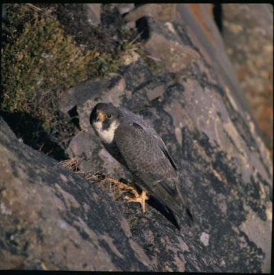 Falco peregrinus tundrius,
Arctic Peregrine Falcon